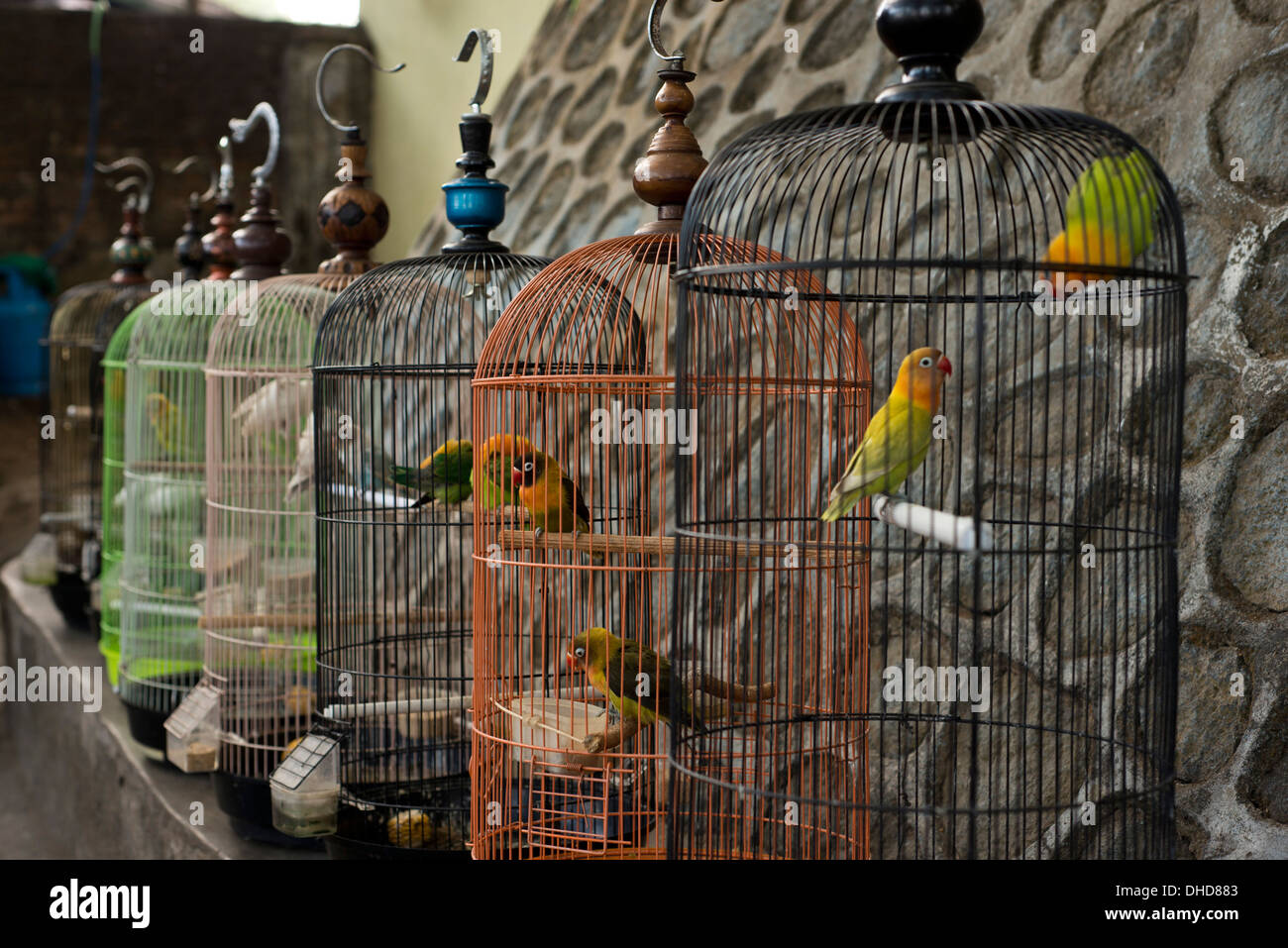 Dans la Cage : oiseaux vend au marché traditionnel de la naissance de l'Indonésie à Malang Banque D'Images