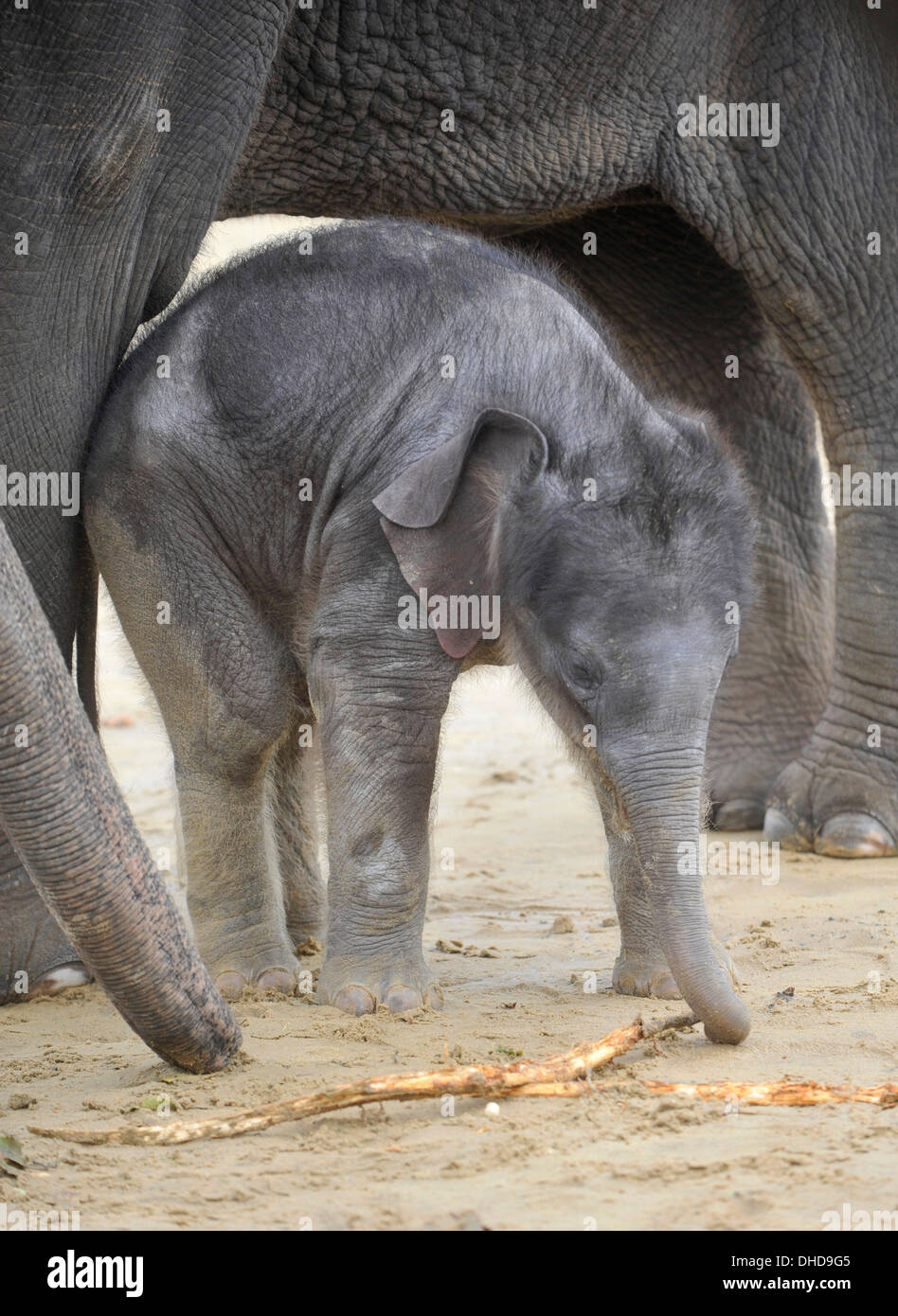 , Dunstable Bedfordshire, Royaume-Uni. Nov 7, 2013. ZSL zoo de Whipsnade est barrissements une toute nouvelle arrivée - 20 un éléphant d'Asie en pierre mollet. Trois semaines Max est né à 5h le 12 octobre à la deuxième maman Karishma, mesurant trois mètres de haut et pesant à un kg 129,5 millions. Brian Jordan/Alamy Live News . Banque D'Images