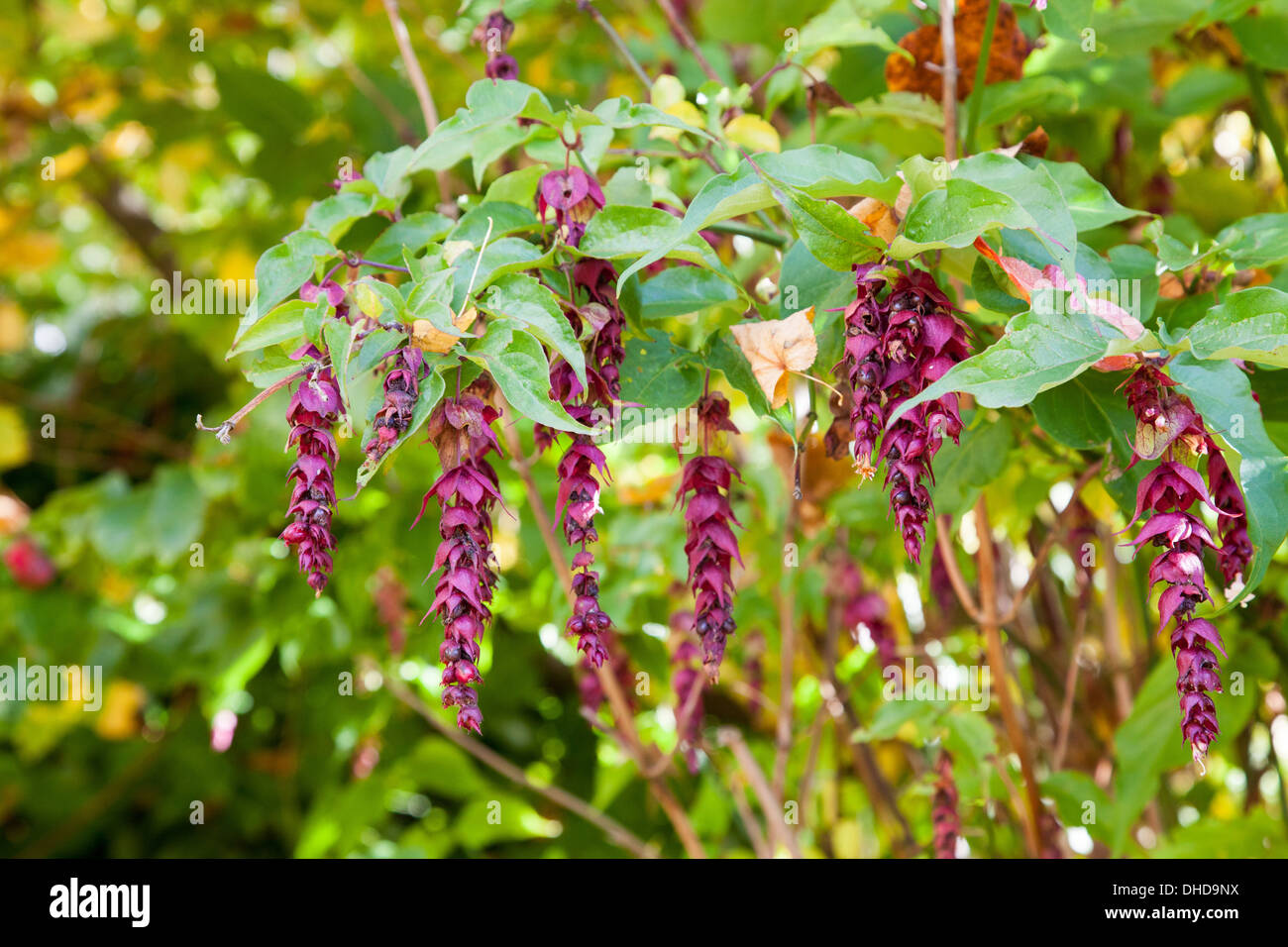 Les fleurs violettes d'un Faisan Berry bush (Leycesteria formosa) Banque D'Images