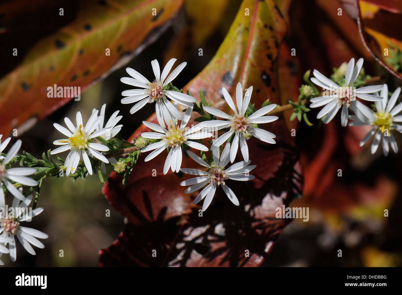 Symphyotrichum ericoides Aster, Heath Banque D'Images