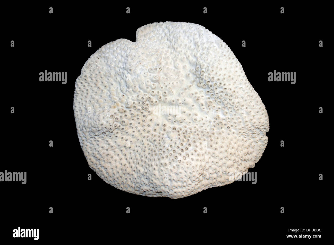 Corail Fungia - plaque sp. Banque D'Images