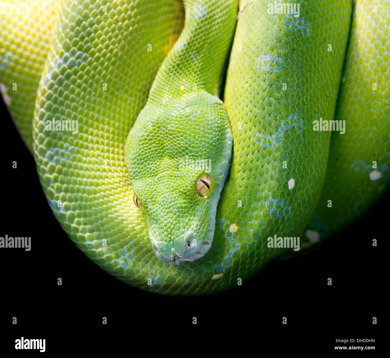 Green Tree Python, Morelia Viridis Banque D'Images