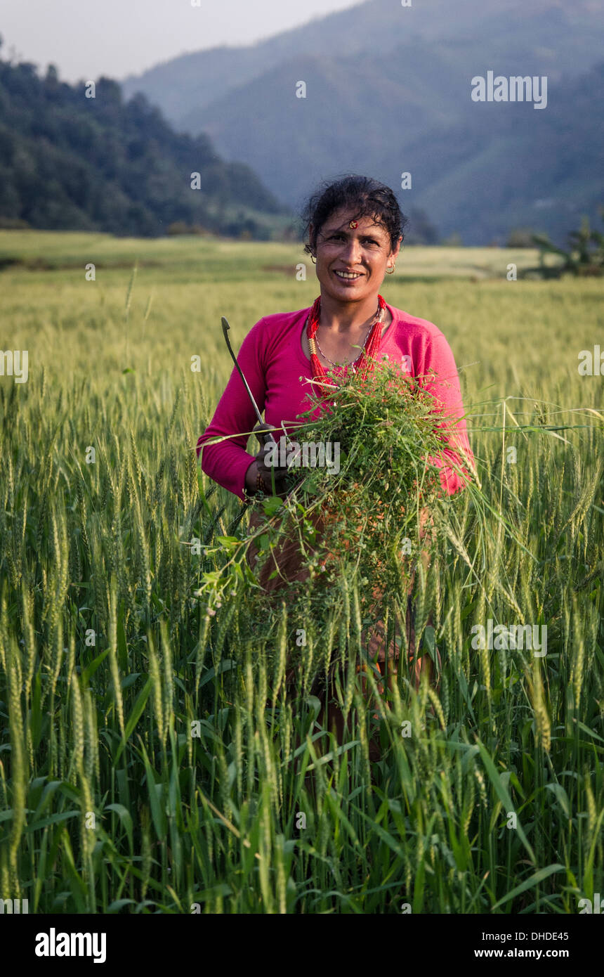 Une femme la collecte de nourriture pour son bétail, près de Talamarang, Helambu, Népal, Asie Banque D'Images