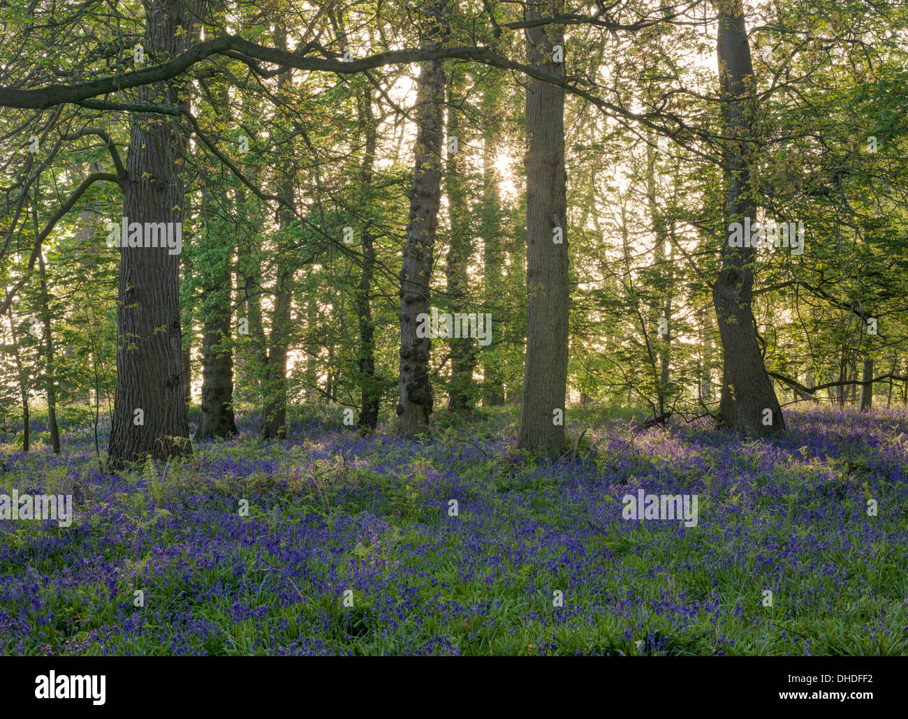 Bluebells à Blickling Woods à Norfolk Banque D'Images