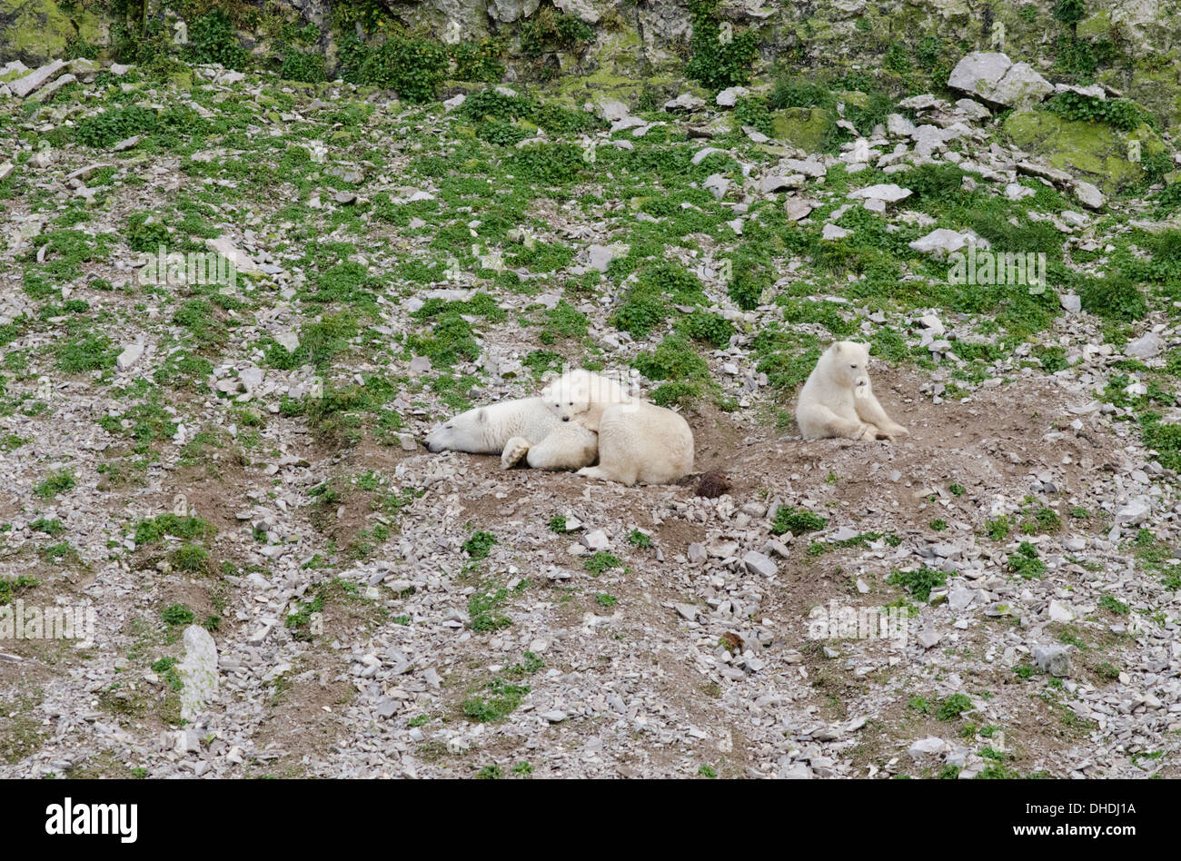 Le Canada, l'archipel Arctique, le détroit d'Hudson, Nunavut, l'île Akpatok. Mère de l'ours et d'oursons jumeaux. Banque D'Images