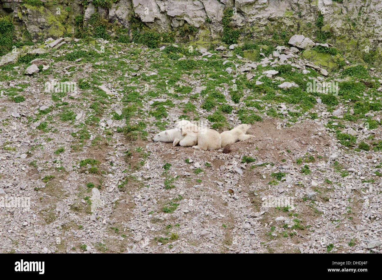 Le Canada, l'archipel Arctique, le détroit d'Hudson, Nunavut, l'île Akpatok. Mère de l'ours et d'oursons jumeaux. Banque D'Images