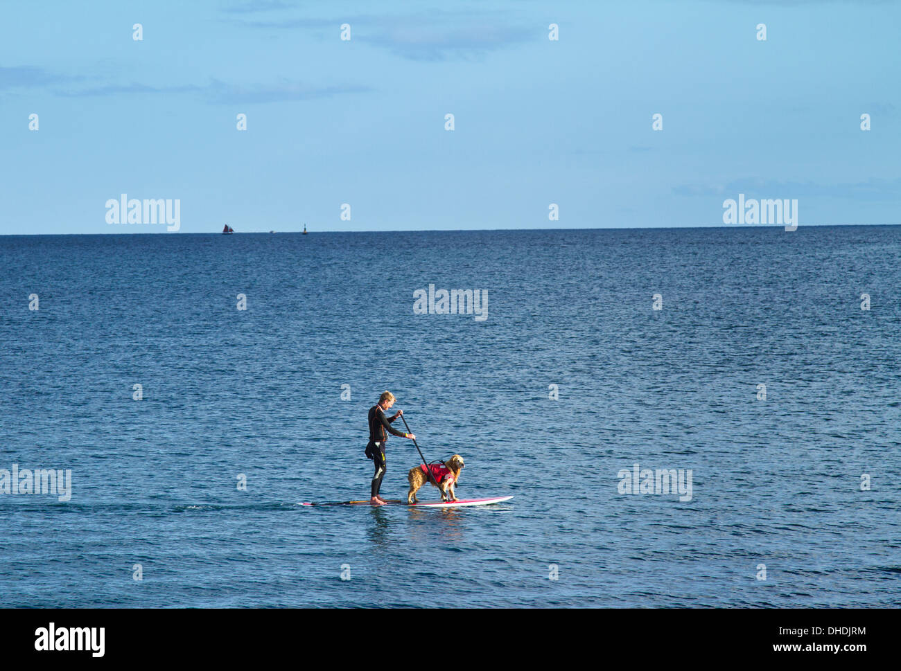 Chien sur une planche de surf Banque D'Images