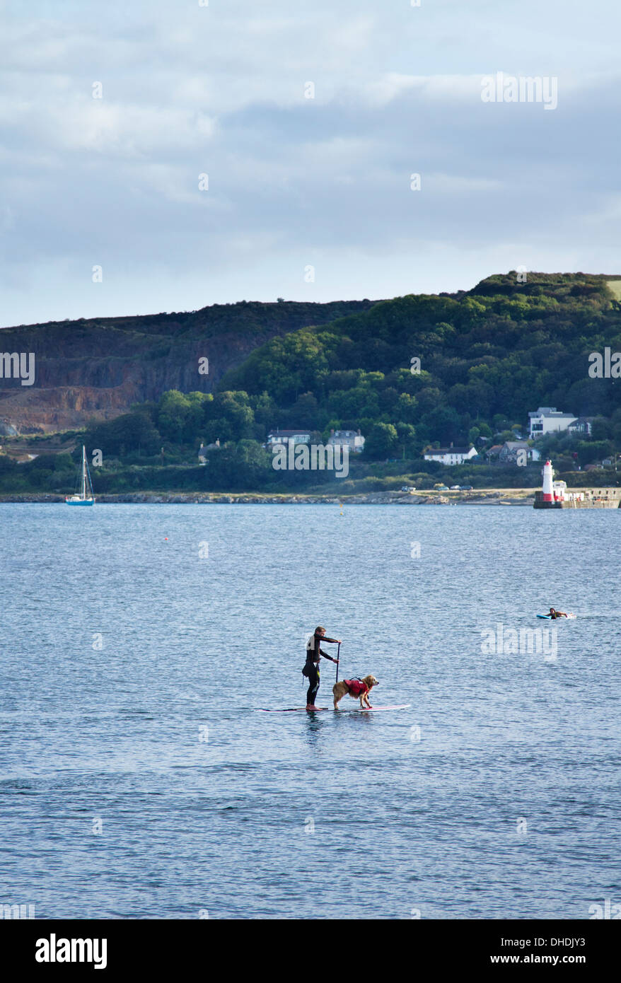 Chien sur une planche de surf Banque D'Images