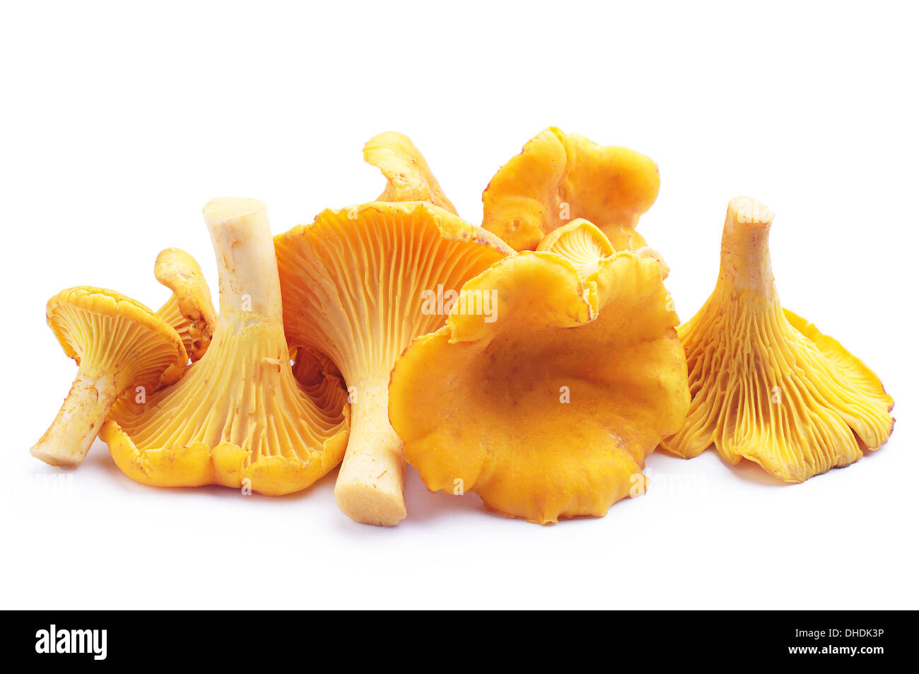 Chanterelle mushroom Banque de photographies et d’images à haute résolution Alamy