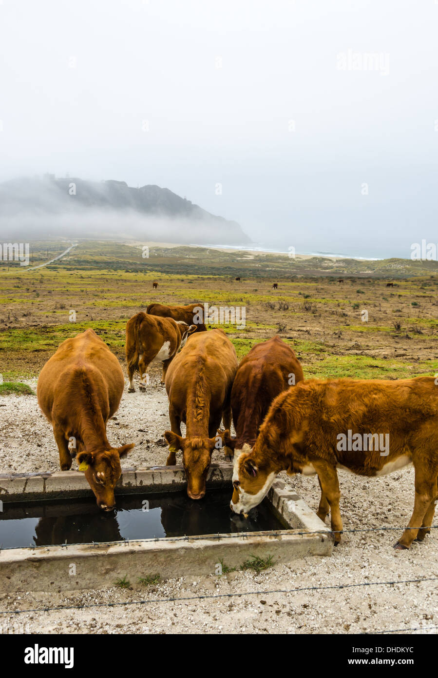 Les vaches de boire à un creux d'eau. Point sur phare, Big Sur, en Californie, aux États-Unis. Banque D'Images