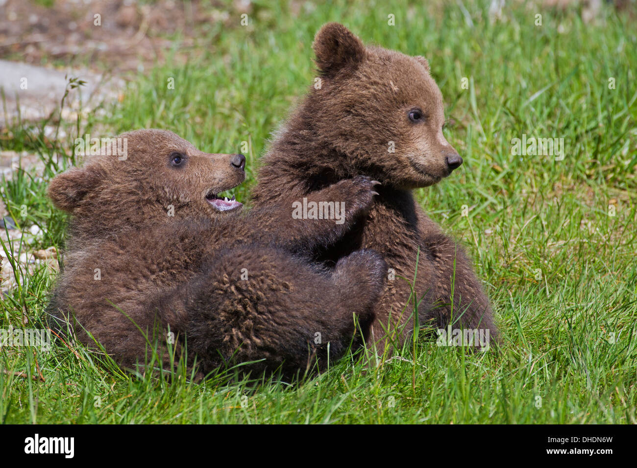 Deux ours bruns d'eurasie /'ours brun (Ursus arctos arctos) Oursons jouant / combattre dans les prairies Banque D'Images