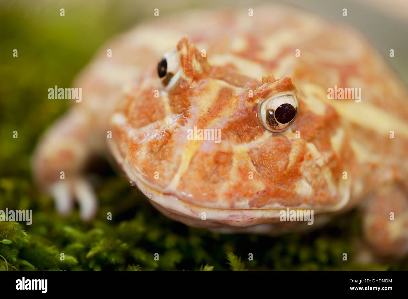 Ornate Horned Frog (Ceratophrys ornata) ; California, United States of America Banque D'Images