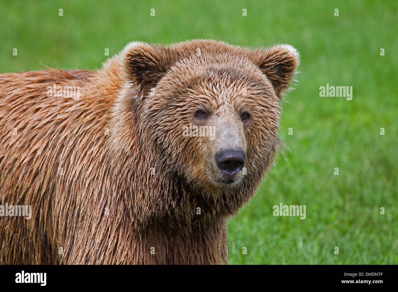 Close up of Eurasian ours brun /'ours brun (Ursus arctos arctos) dans les prairies Banque D'Images