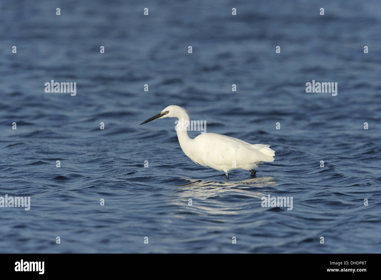 Aigrette garzette Egretta garzetta Banque D'Images