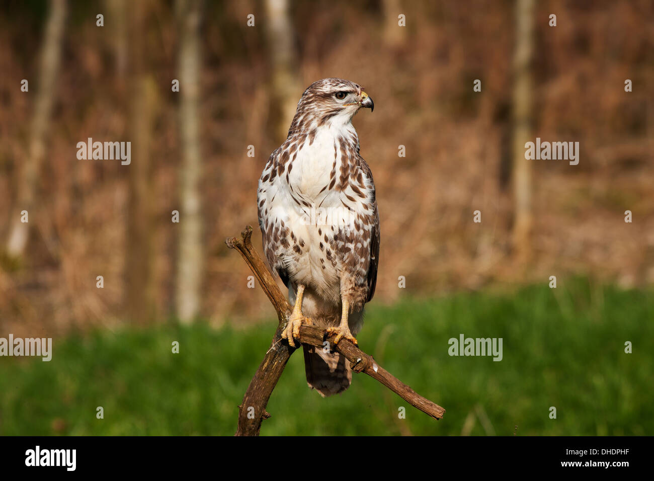 Buse variable (Buteo buteo) assis sur une branche Banque D'Images