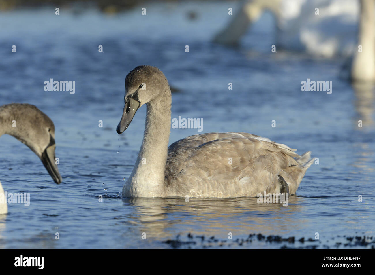 Cygne tuberculé Cygnus olor - mineur Banque D'Images