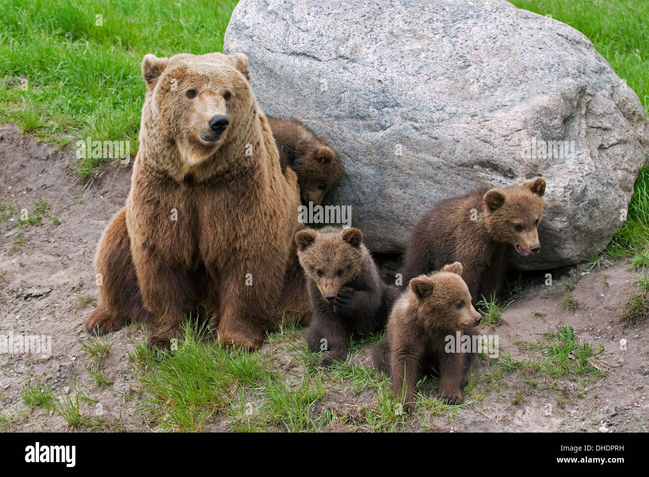 Eurasian ours brun (Ursus arctos arctos) femelle avec quatre oursons Banque D'Images