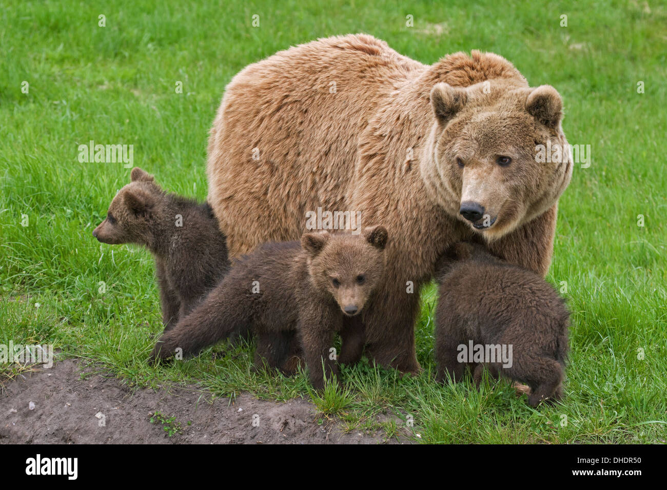 Eurasian ours brun (Ursus arctos arctos) femelle avec trois oursons Banque D'Images