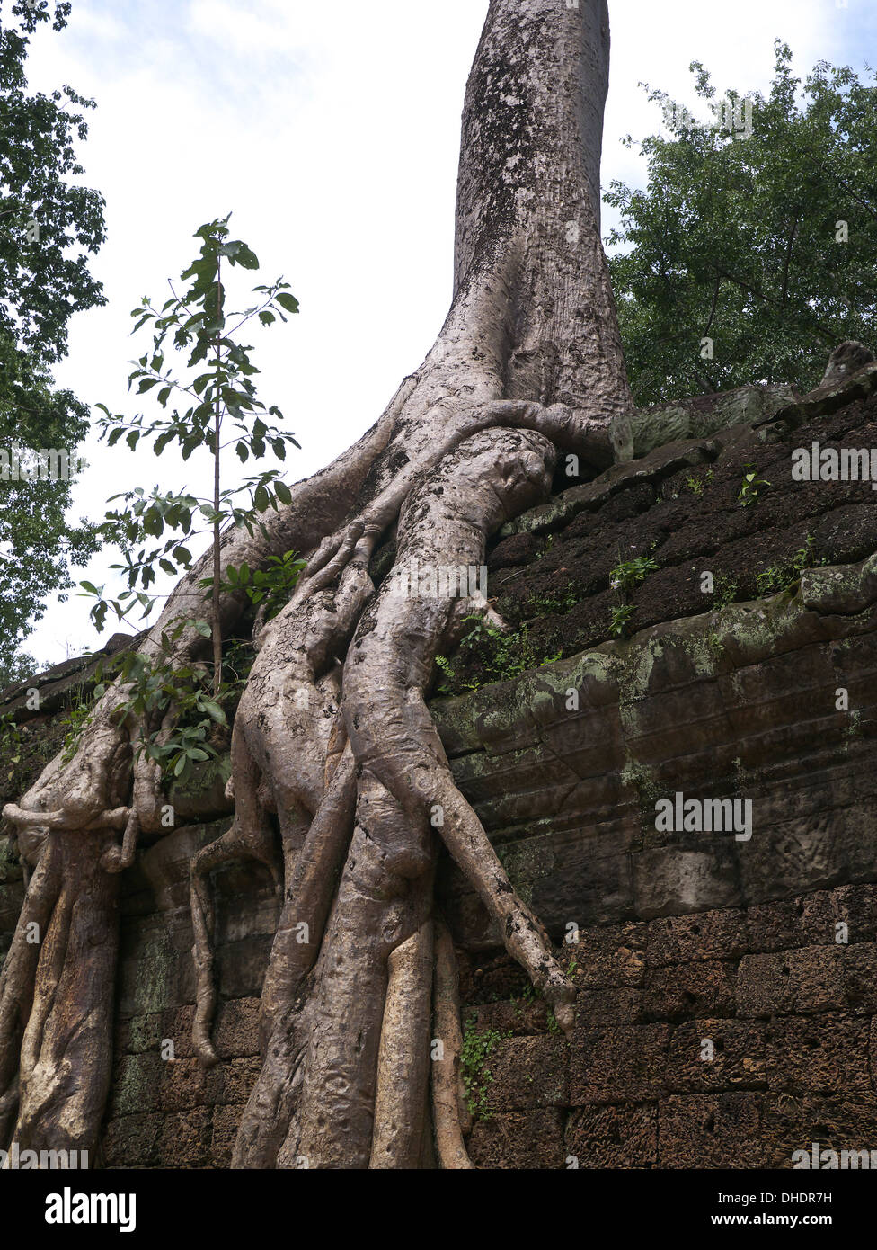 Cambodge Ta Prohm temple tree roots holding up les bâtiments Banque D'Images Cambodge Ta Prohm temple tree roots holding up les bâtiments Banque D'Images
