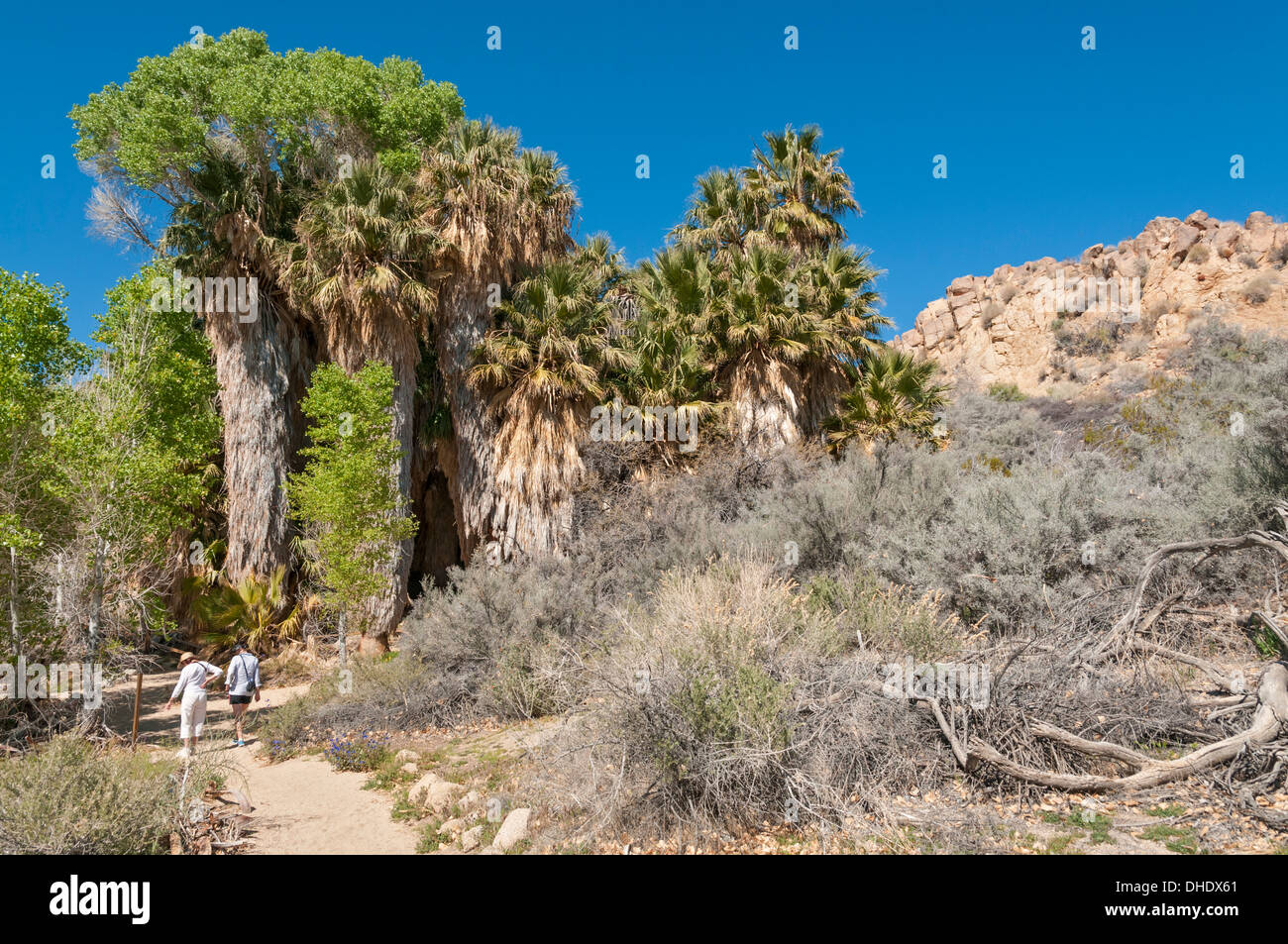 En Californie, le parc national Joshua Tree, Cottonwood Spring, Californie fan palm & des arbres cottonwood Banque D'Images