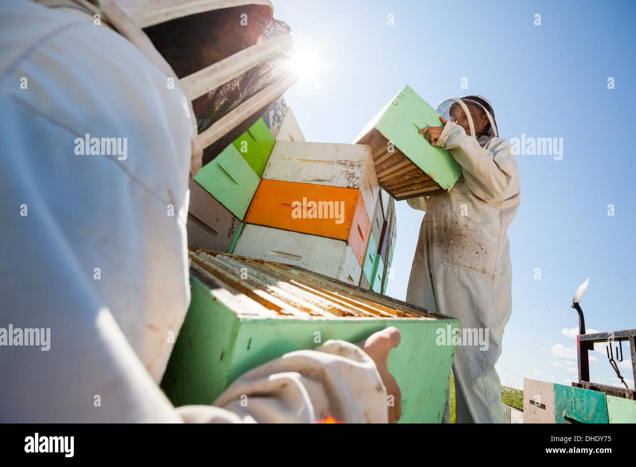 Boîtes de carton nid d'apiculteurs de chariot Banque D'Images