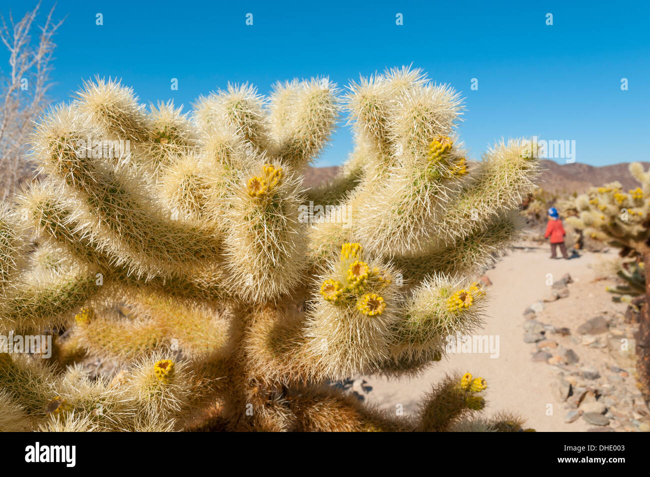 En Californie, le parc national Joshua Tree, Cholla Cactus Garden Banque D'Images