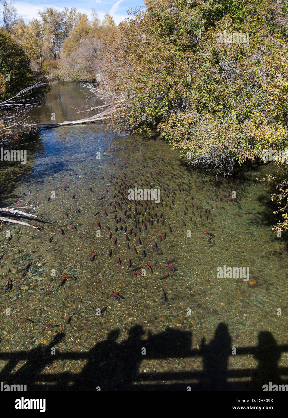 Le kokani dans Taylor Creek au cours de l'automne saison de frai ; les ombres sont d'observer les gens à partir de pont de saumon Banque D'Images