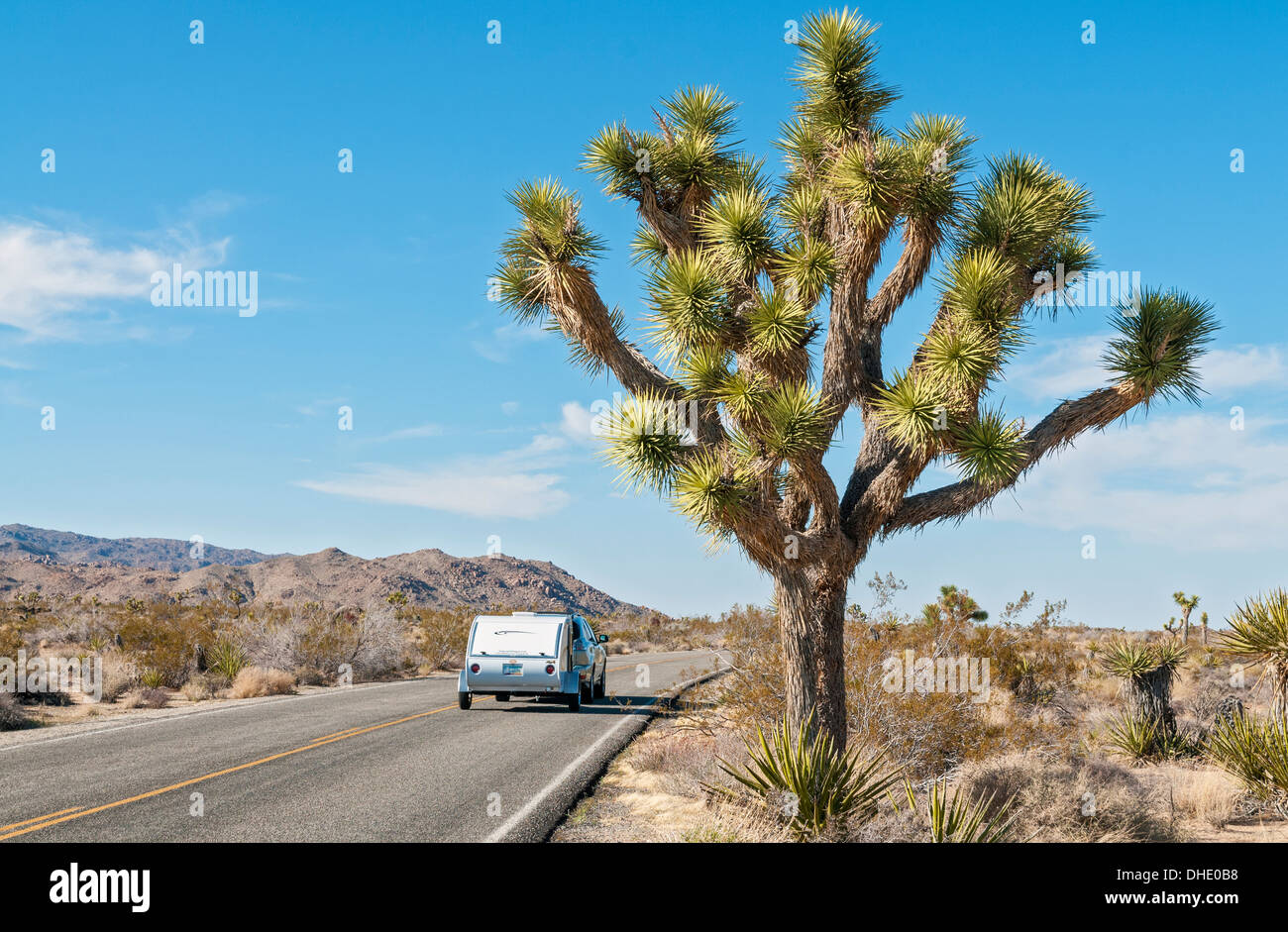 En Californie, le parc national Joshua Tree, Joshua Tree, Yucca brevifolia Banque D'Images