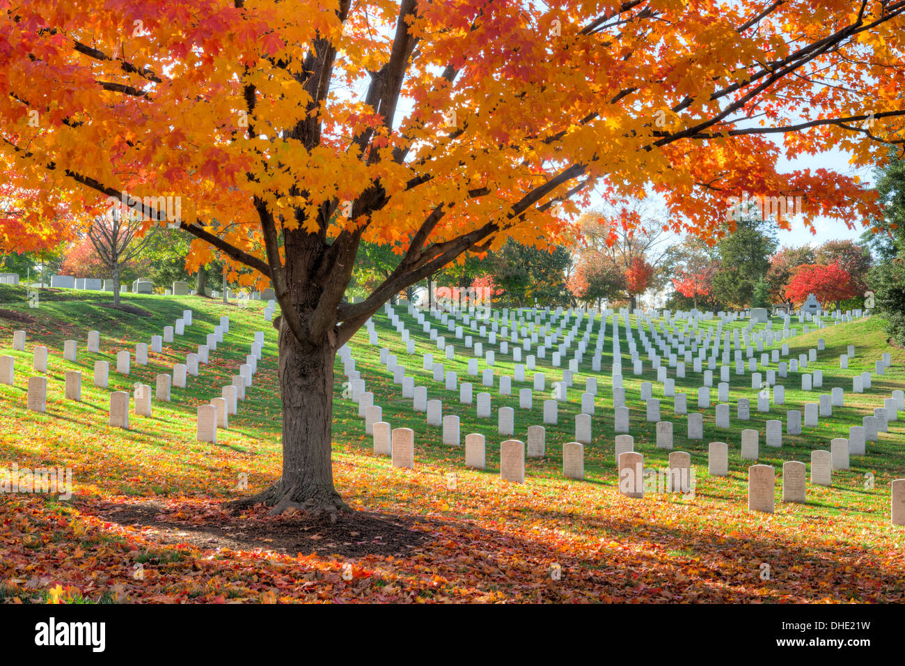 Les arbres d'érable couleur automne pic ajouter aux motifs de Arlington National Cemetery à Arlington, en Virginie. Banque D'Images