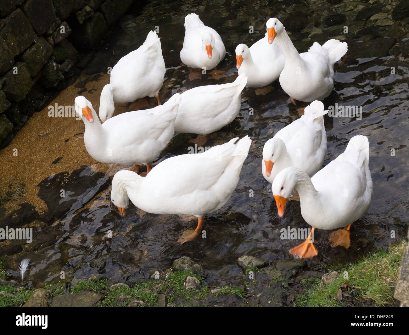 Un petit troupeau d'oies blanches basse-cour intérieure debout dans un ruisseau peu profond Banque D'Images