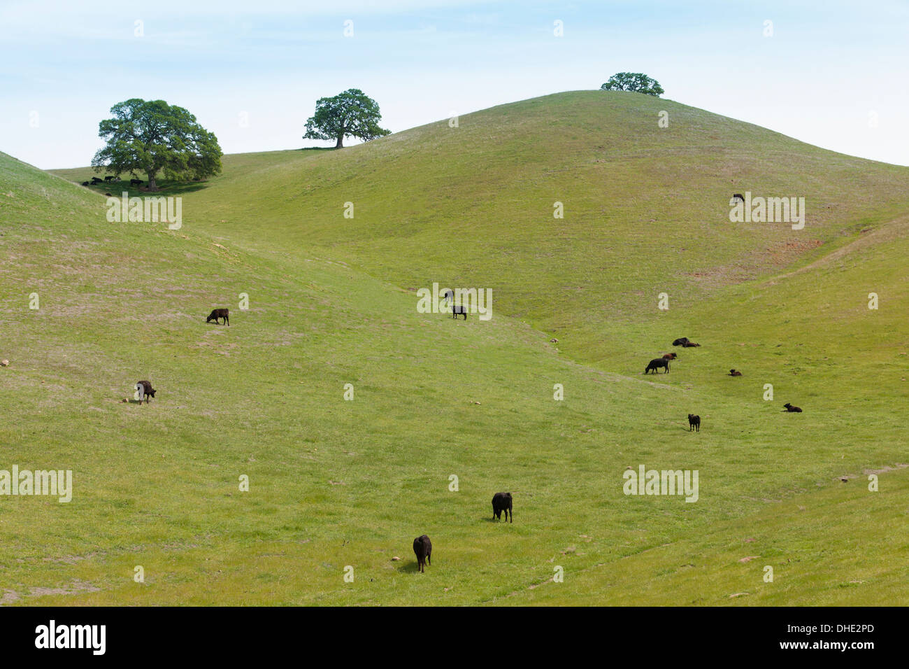 Gamme de vaches qui paissent sur colline verte - California USA Banque D'Images
