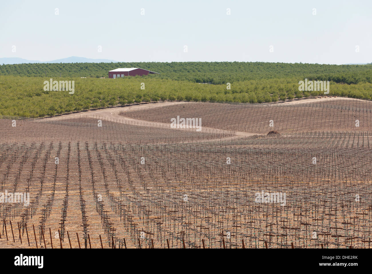 Vignoble de la vallée centrale de la Californie au printemps - San Luis Obispo County, California USA Banque D'Images