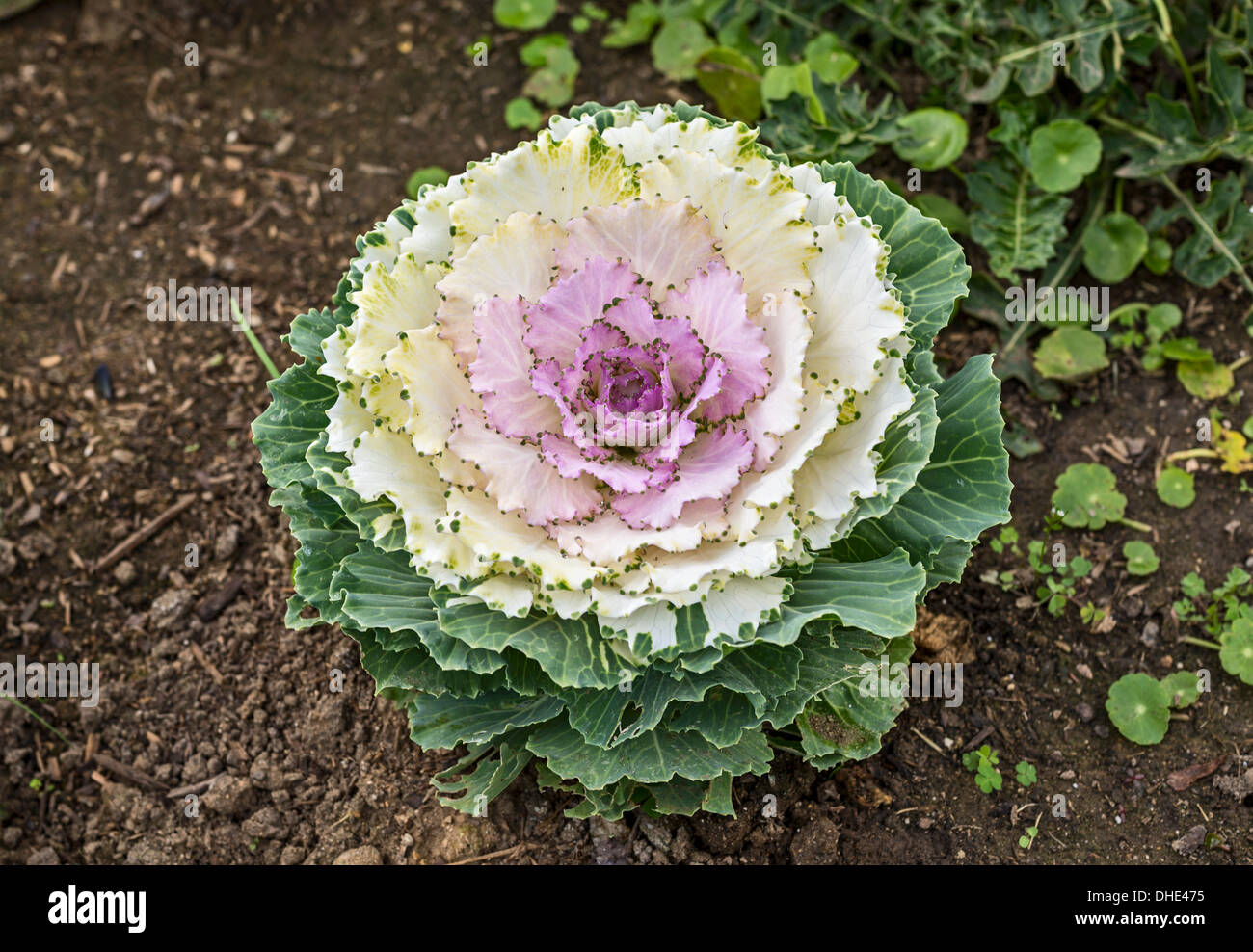 Beau mélange pigeon chou ornemental, Brassica oleracea. Banque D'Images