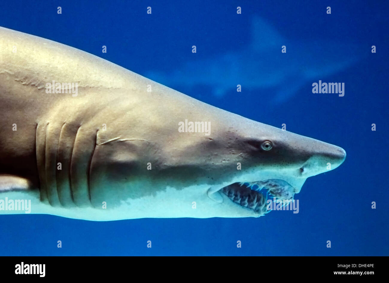 Le requin, l'aquarium des requins, l'Aquarium d'Albuquerque, Nouveau Mexique, USA Banque D'Images