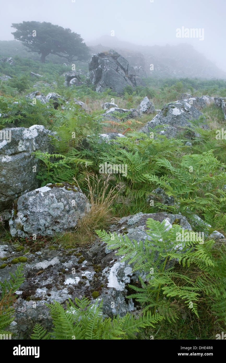 Bracken et un vent a balayé l'aubépine entourent les roches couvertes de lichens à Dartmoor comme le brouillard. Banque D'Images
