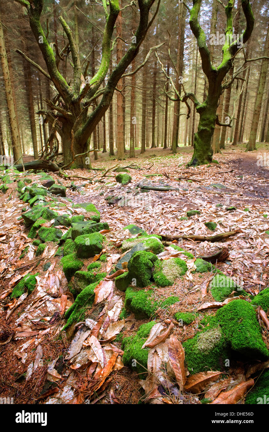 Un mur de pierres sèches couvertes de mousse est couvert de châtaigniers et les aiguilles de l'épinette de feuilles dans une forêt mixte, Brown Clee Hill Banque D'Images