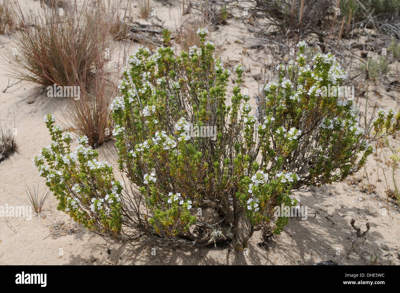 Le thym (Thymus carnosus portugais) abaissement en dunes de sable sur l'île de Culatra, Ria Formosa, Olhao, Algarve, Portugal. Banque D'Images