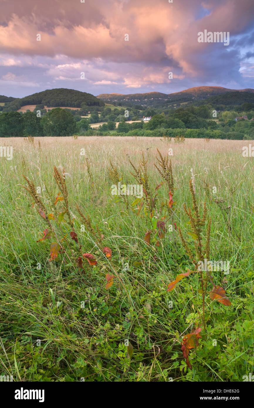 Broad-Leaved Rumex obtusifolius, Dock, et les herbes dans un champ en jachère pour le pâturage en Mathon, Herefordshire. Banque D'Images