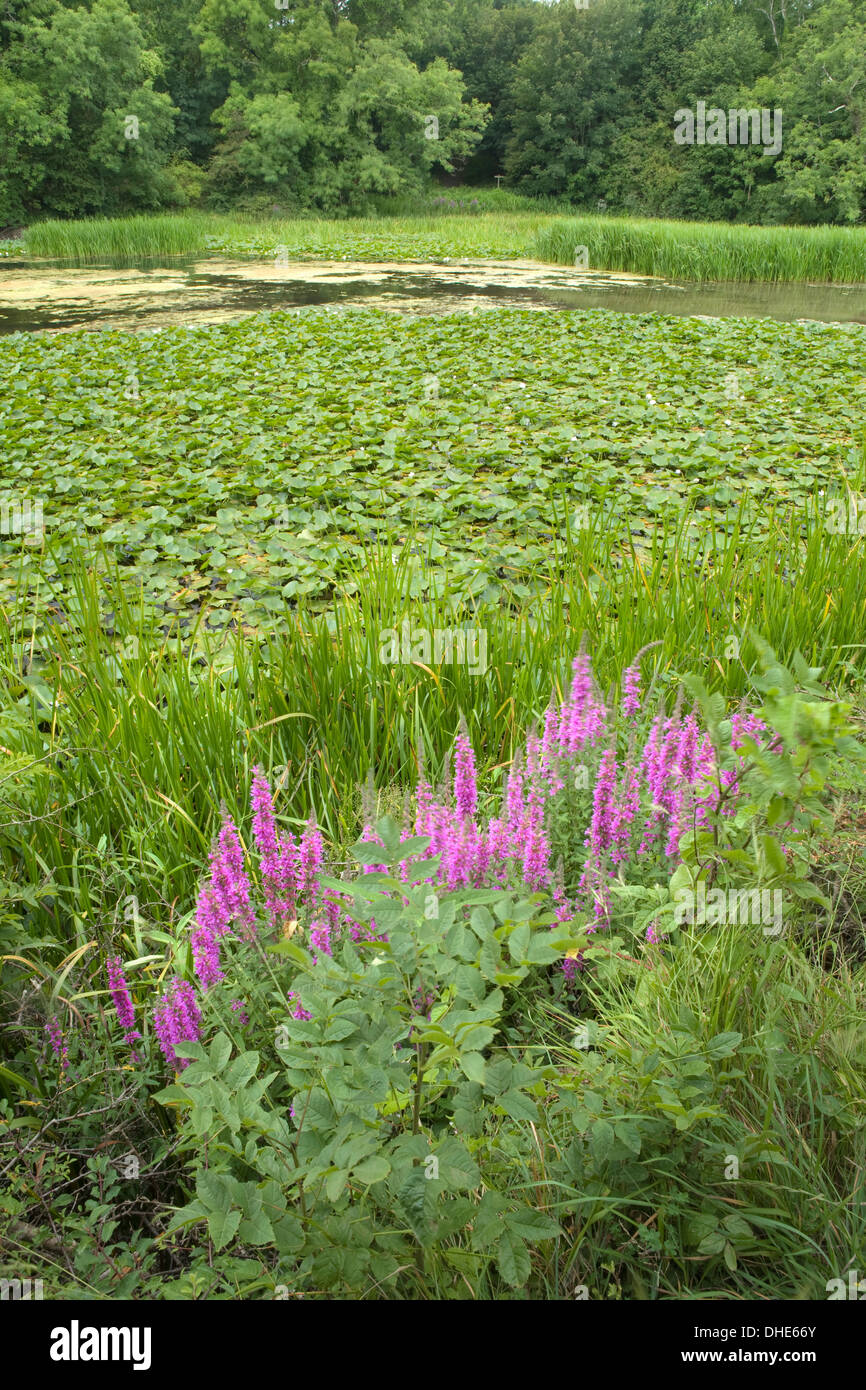 La salicaire pourpre, Lythrum salicaria, sur le bord d'un étang Banque D'Images