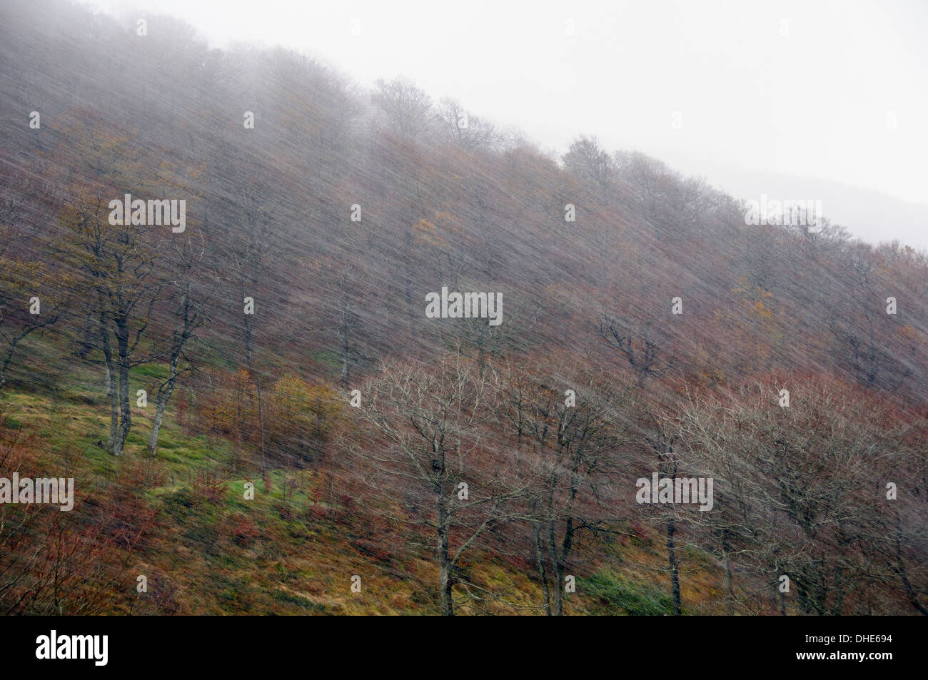 Tempête de neige balayant la crête boisée dans les Pyrénées à la fin de l'automne, Roncevaux, Navarre, Espagne, novembre. Banque D'Images