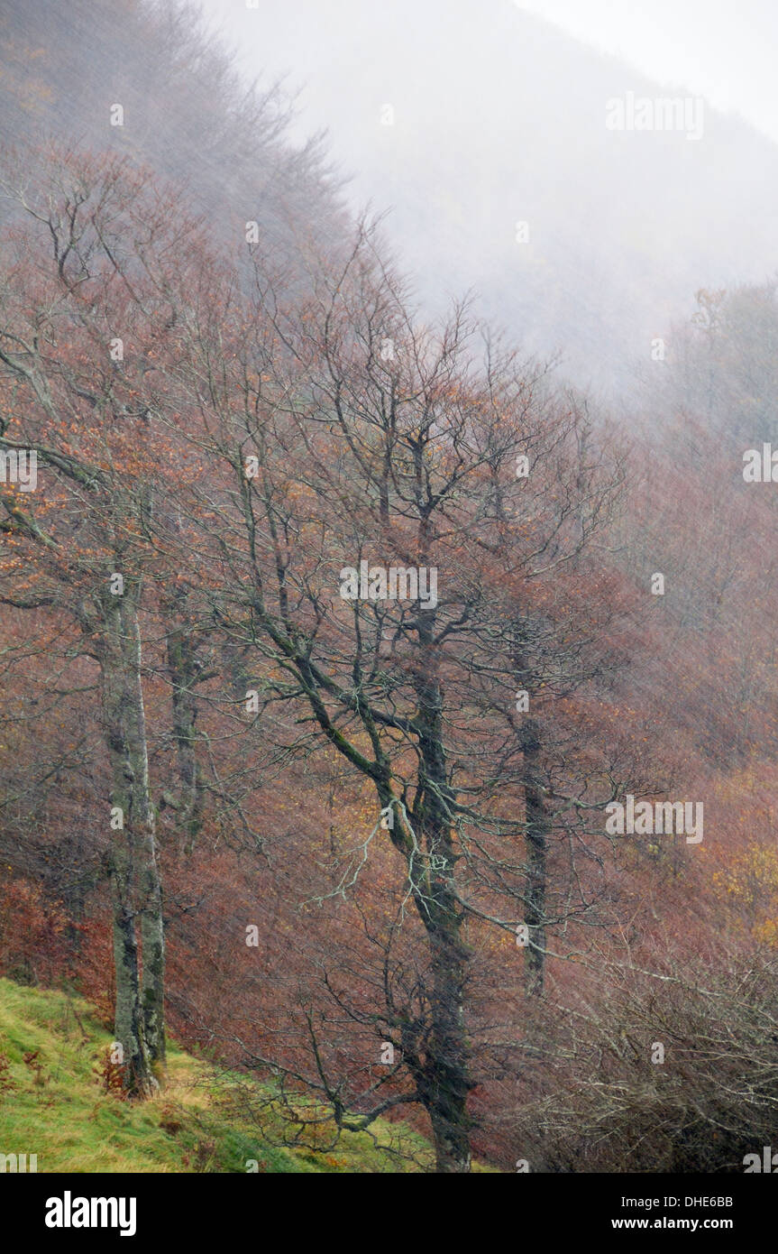 Tempête de neige balayant la crête boisée dans les Pyrénées à la fin de l'automne, Roncevaux, Navarre, Espagne, novembre. Banque D'Images