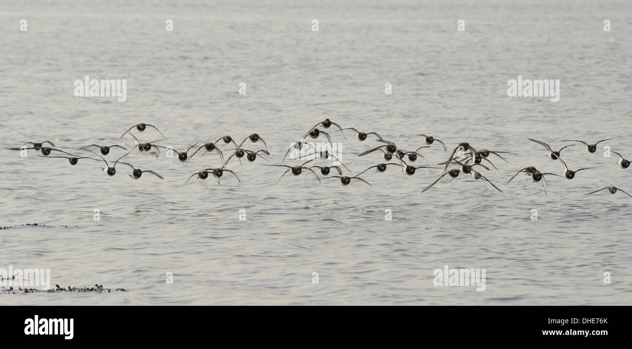 Collier (Arenaria interpres) troupeau volant bas au cours de l'estuaire de la Severn, après avoir quitté leur dortoir, Somerset, Royaume-Uni, mars. Banque D'Images