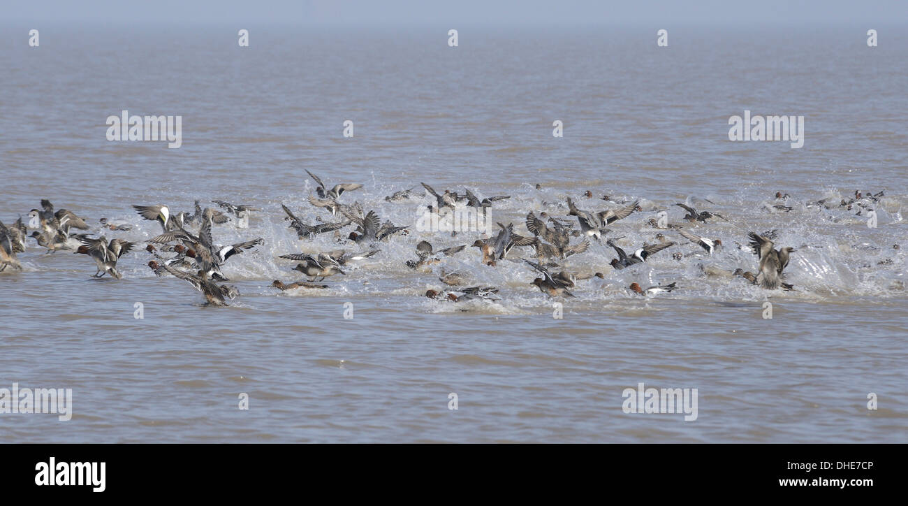 Troupeau de Canards d'Amérique (Anas penelope) l'atterrissage sur l'estuaire de la Severn, Somerset, Royaume-Uni, mars. Banque D'Images