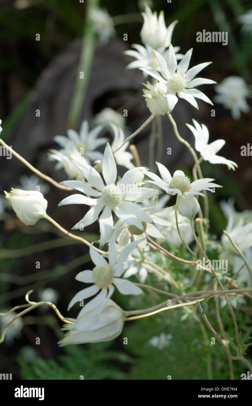 Close-up portrait of white Actinotus fleurs dans un cadre naturel. Banque D'Images