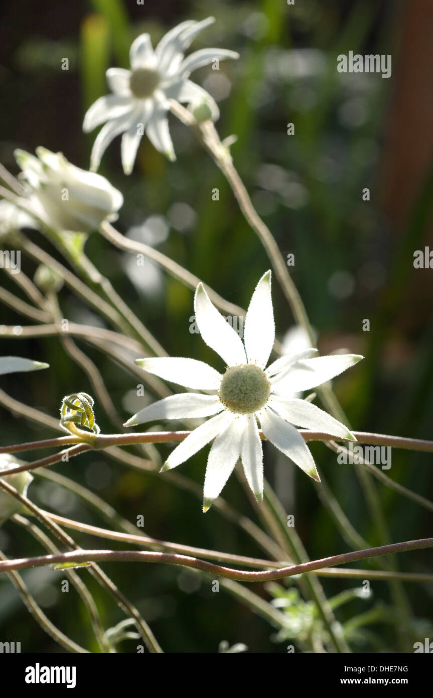 Close-up portrait of white Actinotus fleurs dans un cadre naturel. Banque D'Images