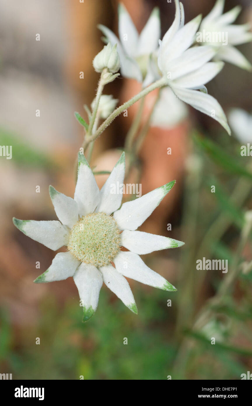 Close-up portrait of white Actinotus fleurs dans un cadre naturel. Banque D'Images
