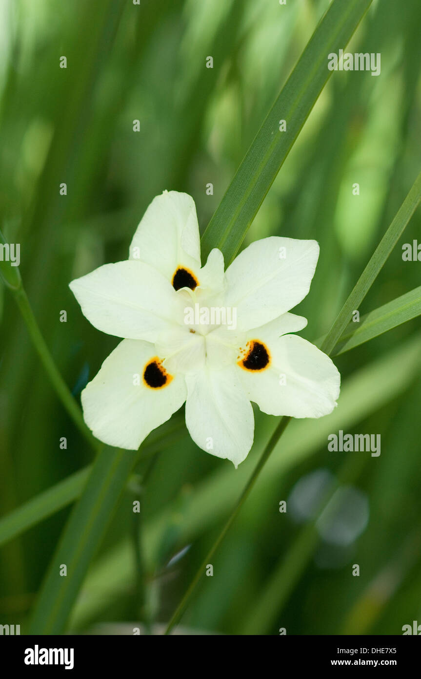 Close-up portrait of white Dietes bicolor noir/jaune fleur avec taches dans cadre naturel. Banque D'Images