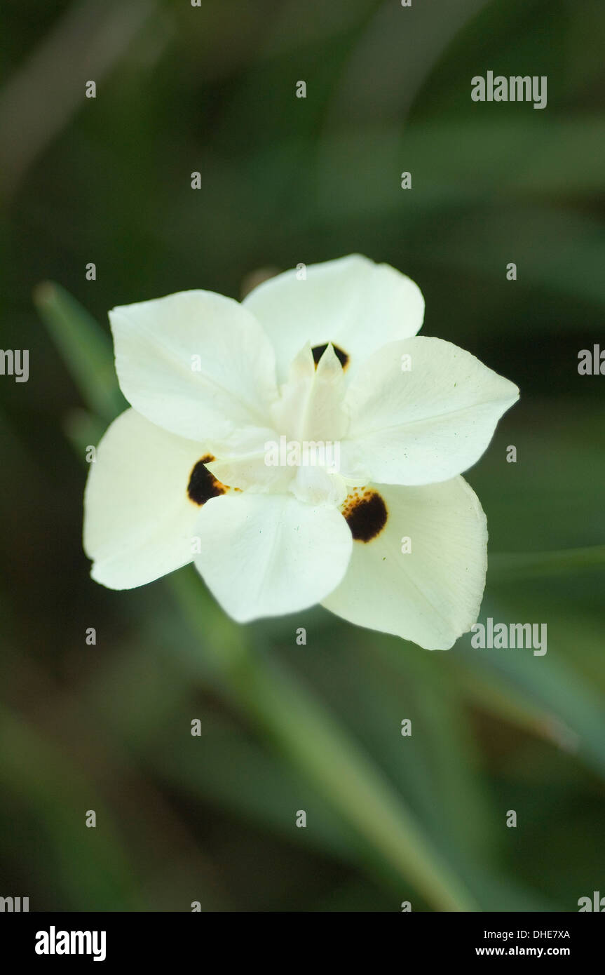 Close-up portrait of white Dietes bicolor noir/jaune fleur avec taches dans cadre naturel. Banque D'Images