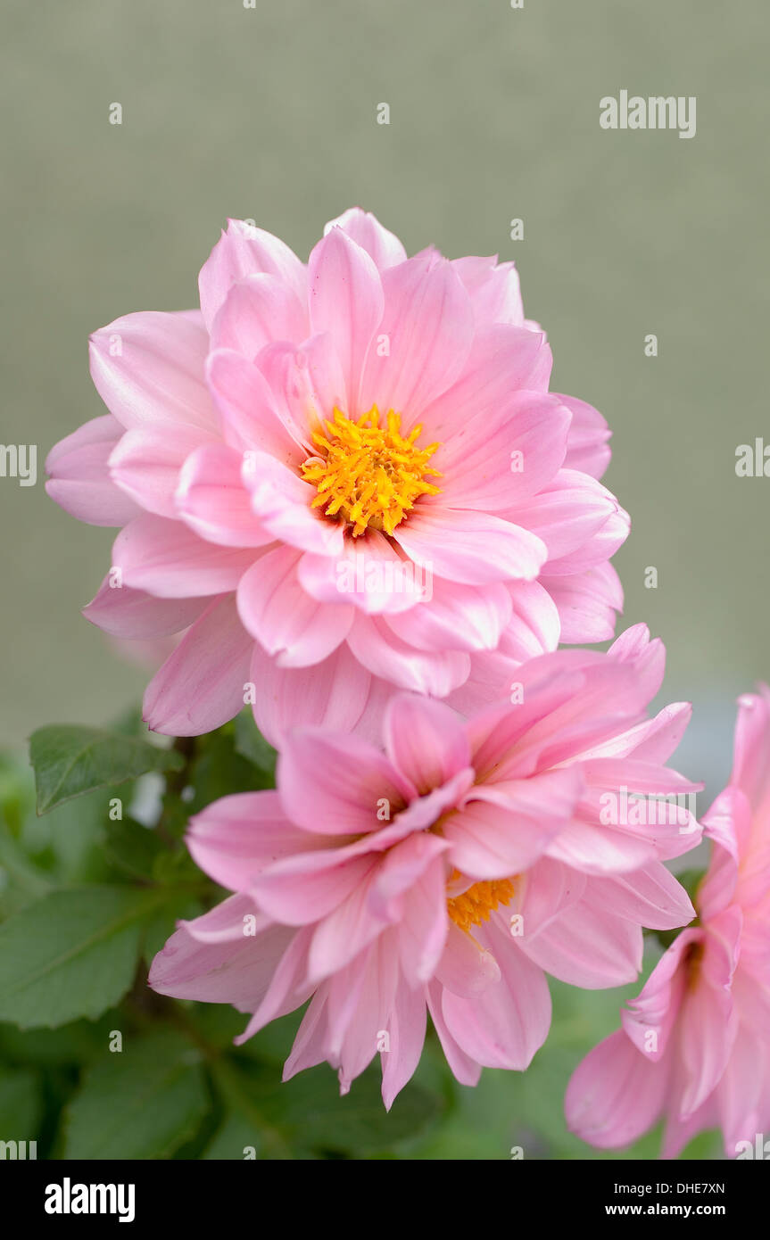 Close-up portrait of light pink Dahlia Nain fleurs. Banque D'Images