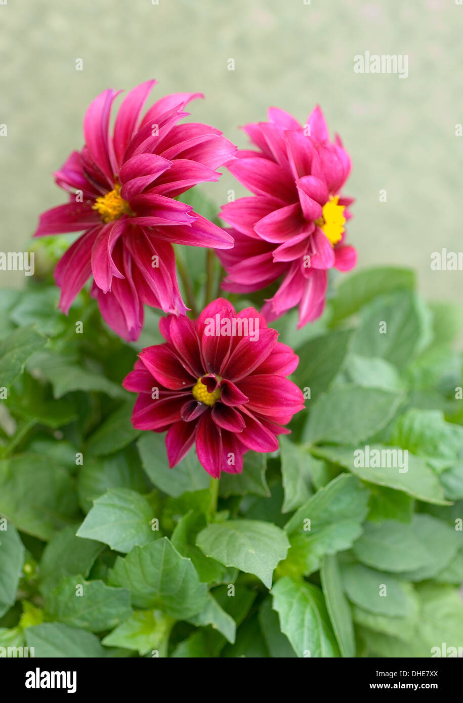 Close-up portrait de fleurs Dahlia Nain rose foncé. Banque D'Images